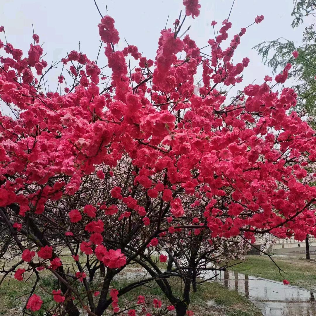 莉