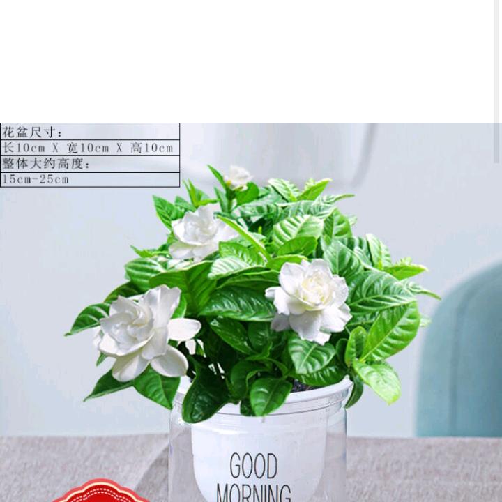 栀子心