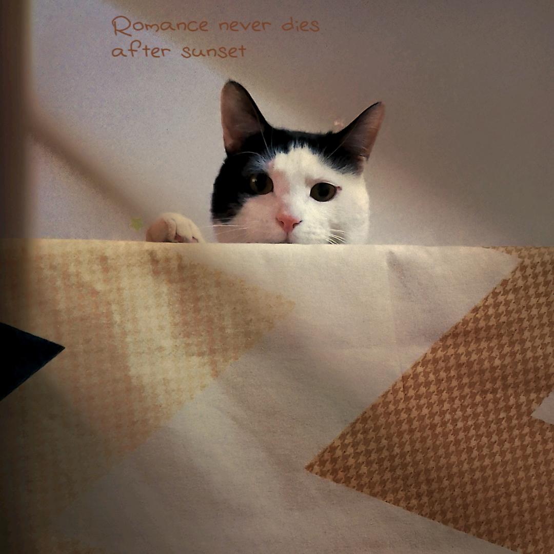 猫猫