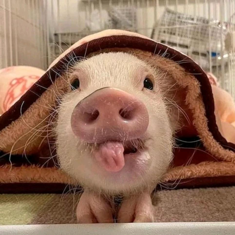 戒猪中心🐷
