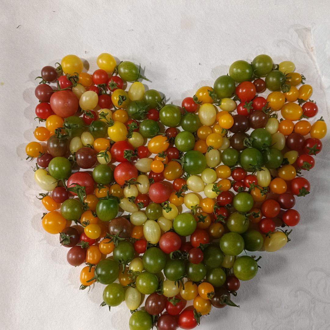 小金在台州种彩虹番茄