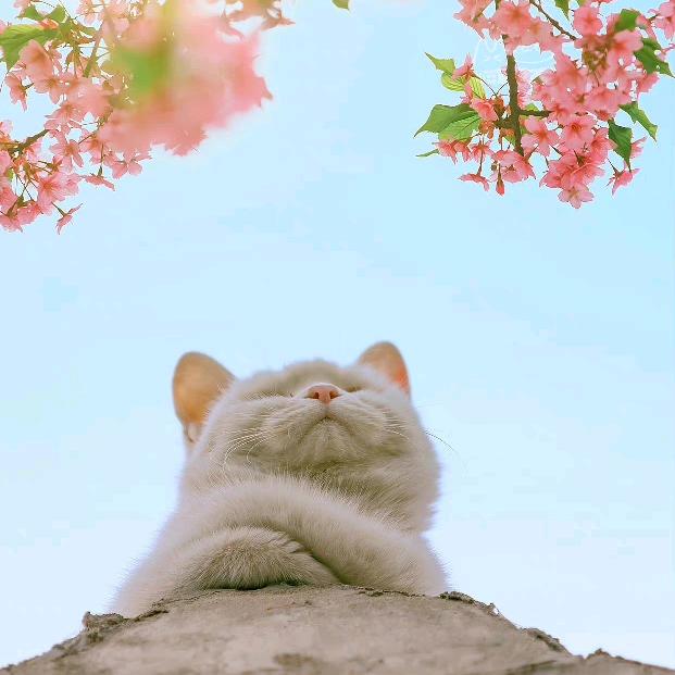程兰
