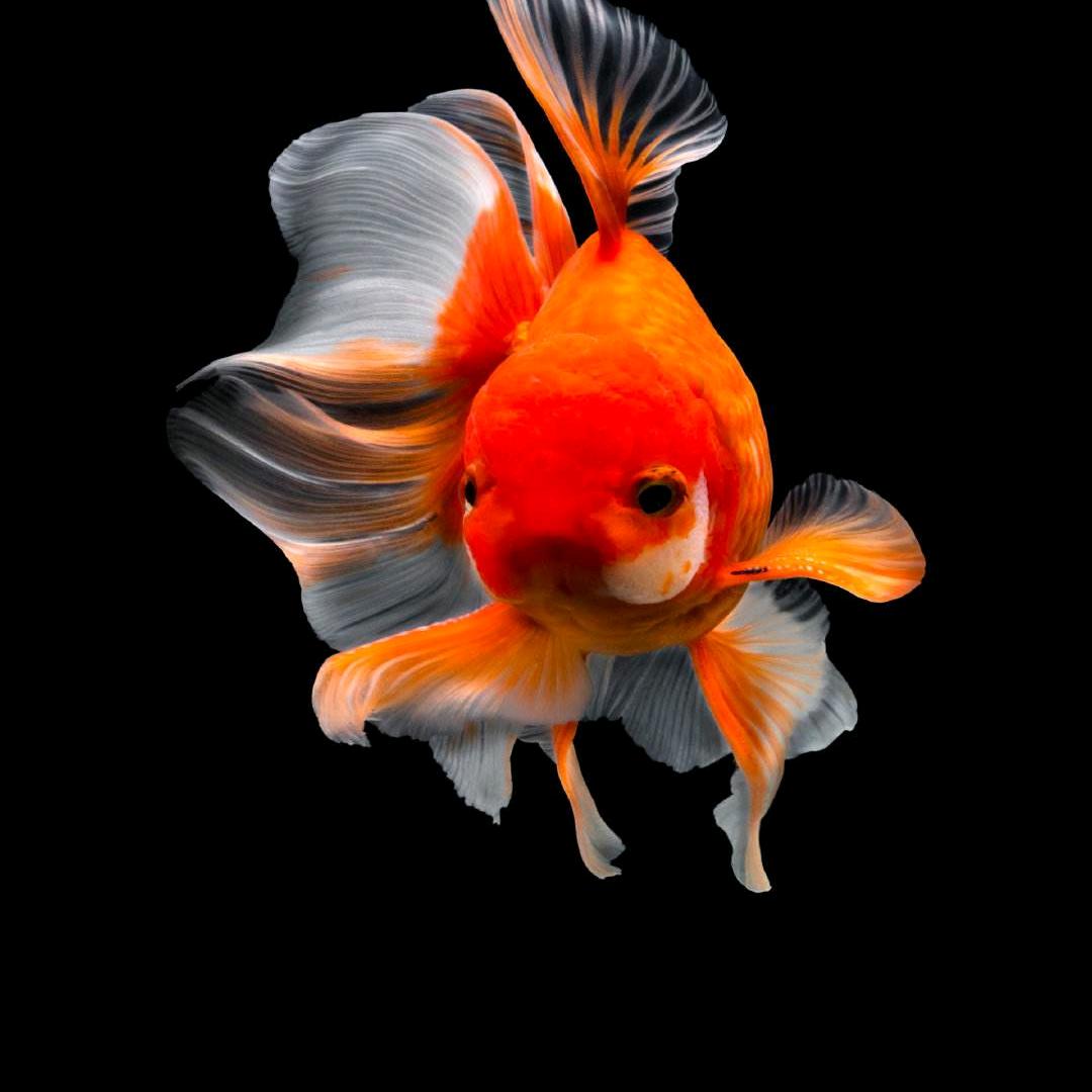 红似火🔥88888888