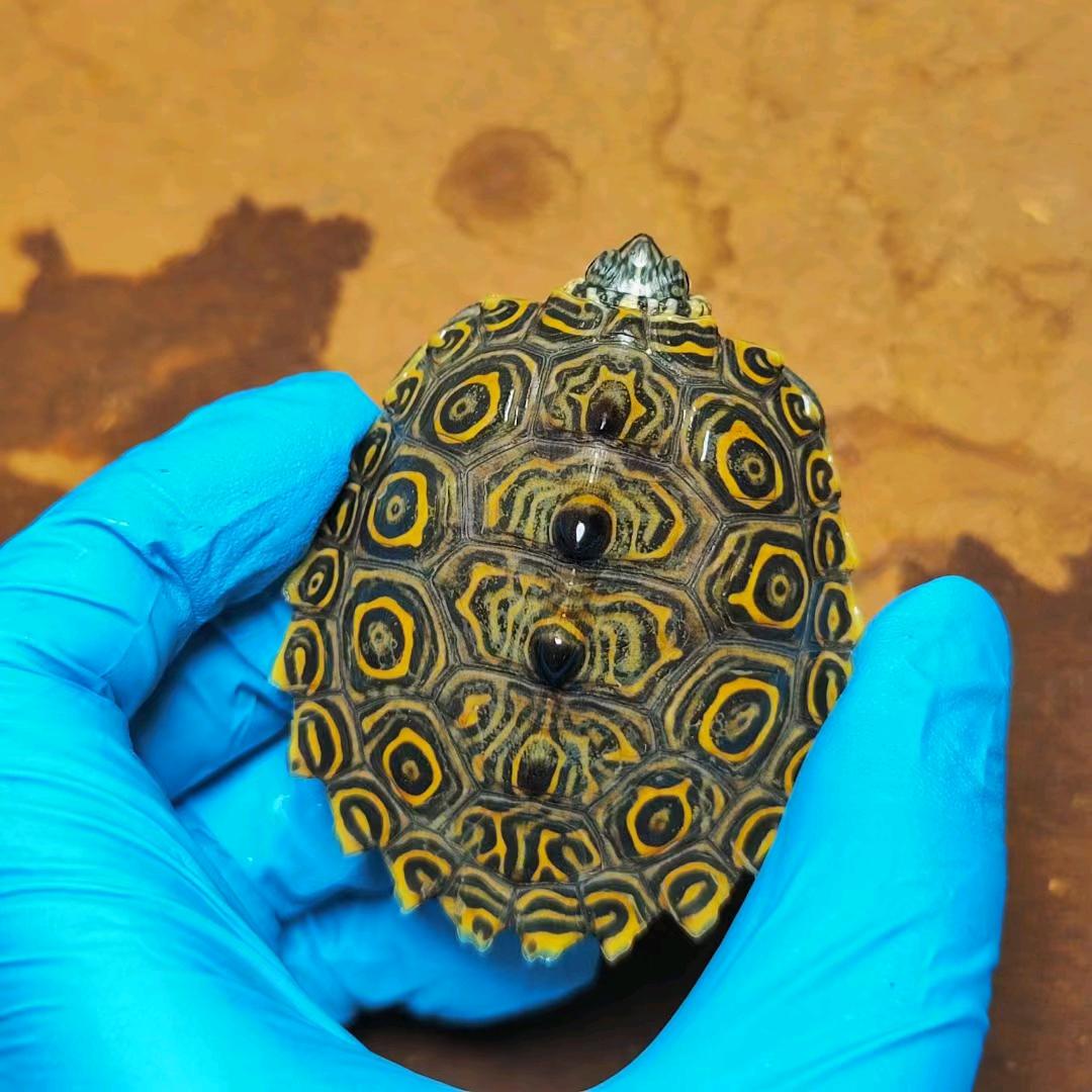 小刘养龟🐢