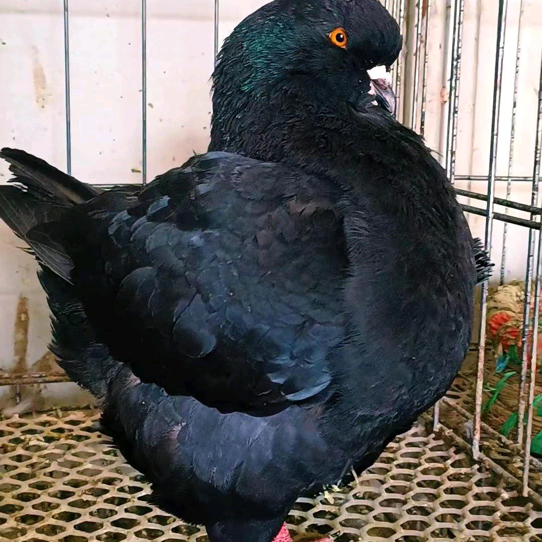 圆环，元宝鸽观赏鸽养殖基地