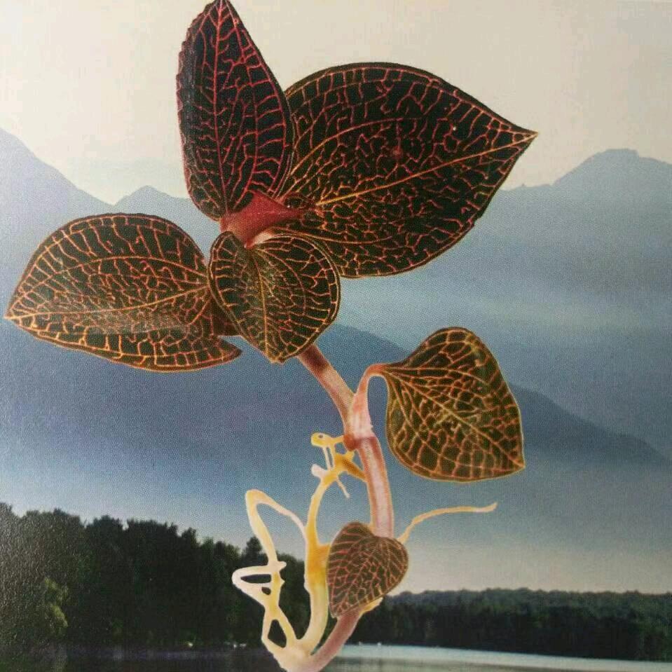 龙飞