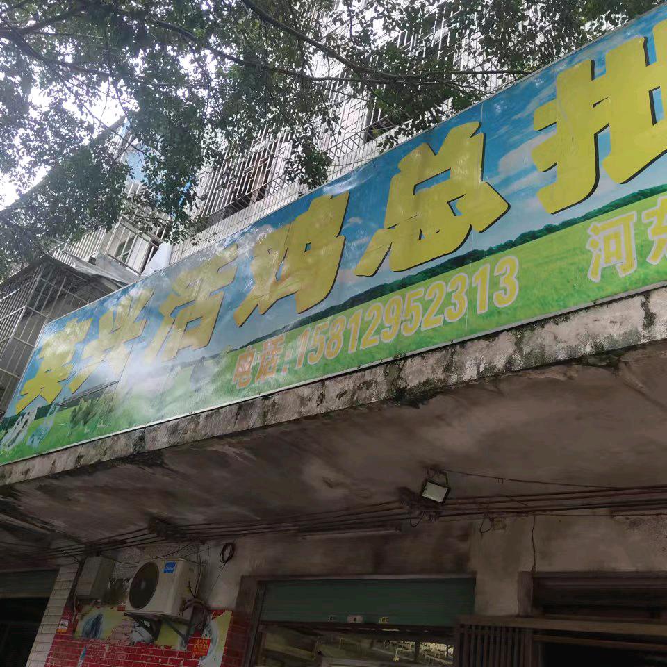 宾兴活鸡总批发