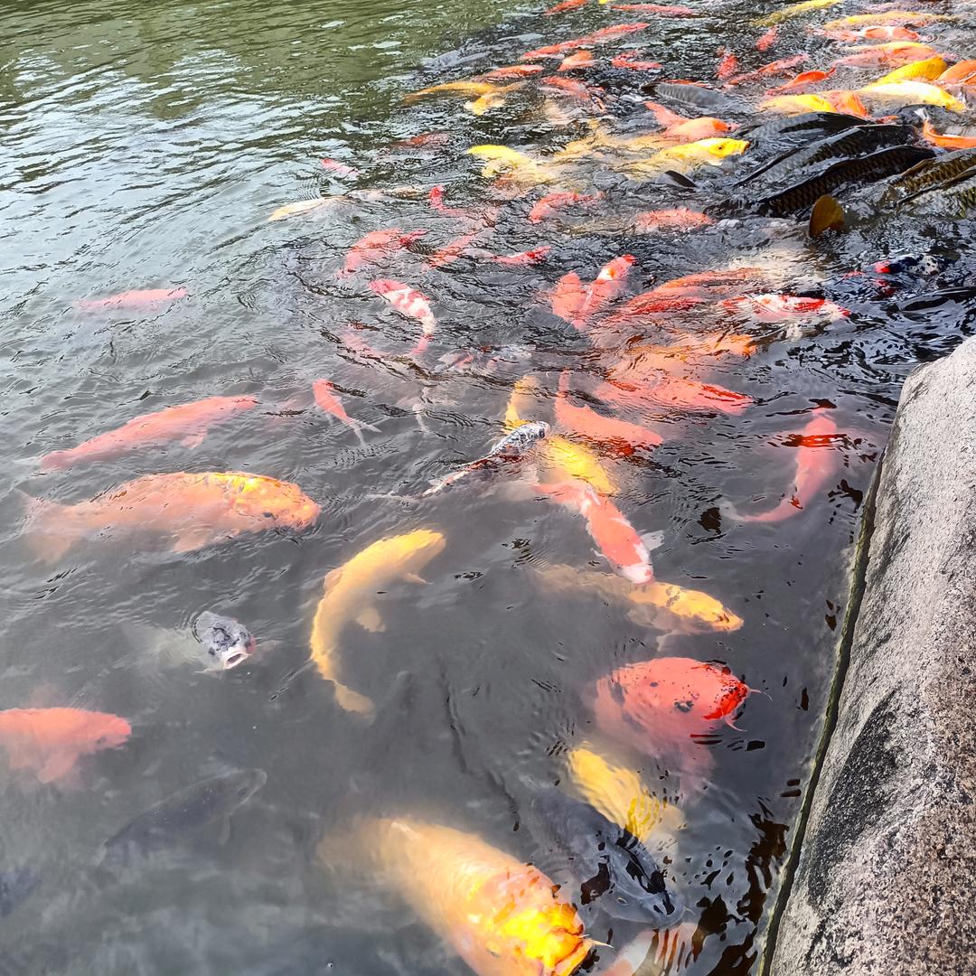 五常小盆稻花香大米