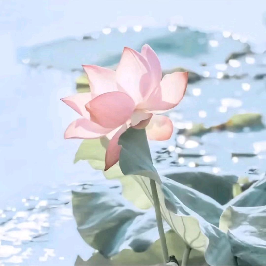 如初淡墨