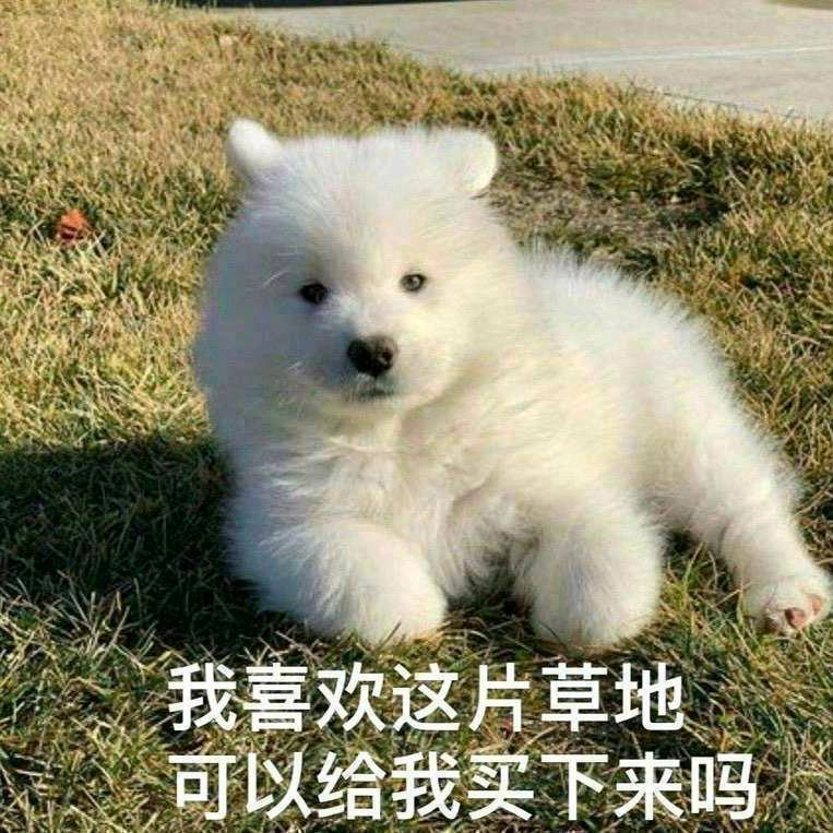 陆柒狐狸