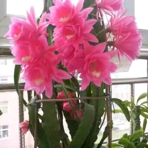 心美