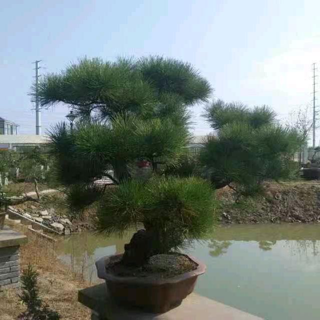 飞    哥