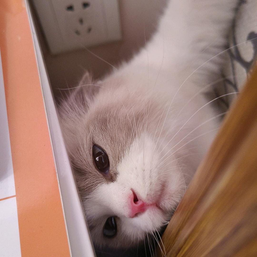 梵唱.