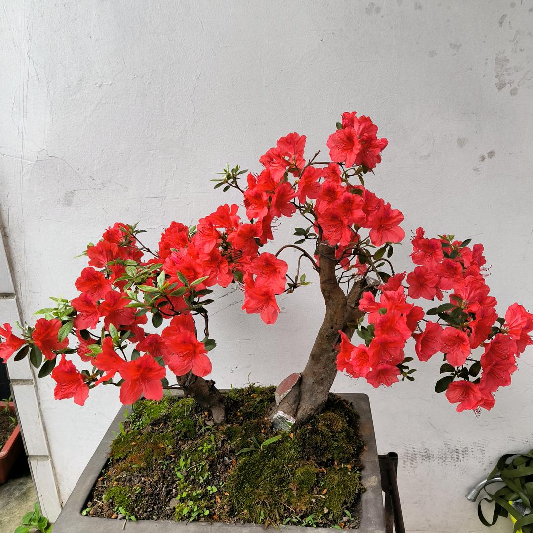 马歌