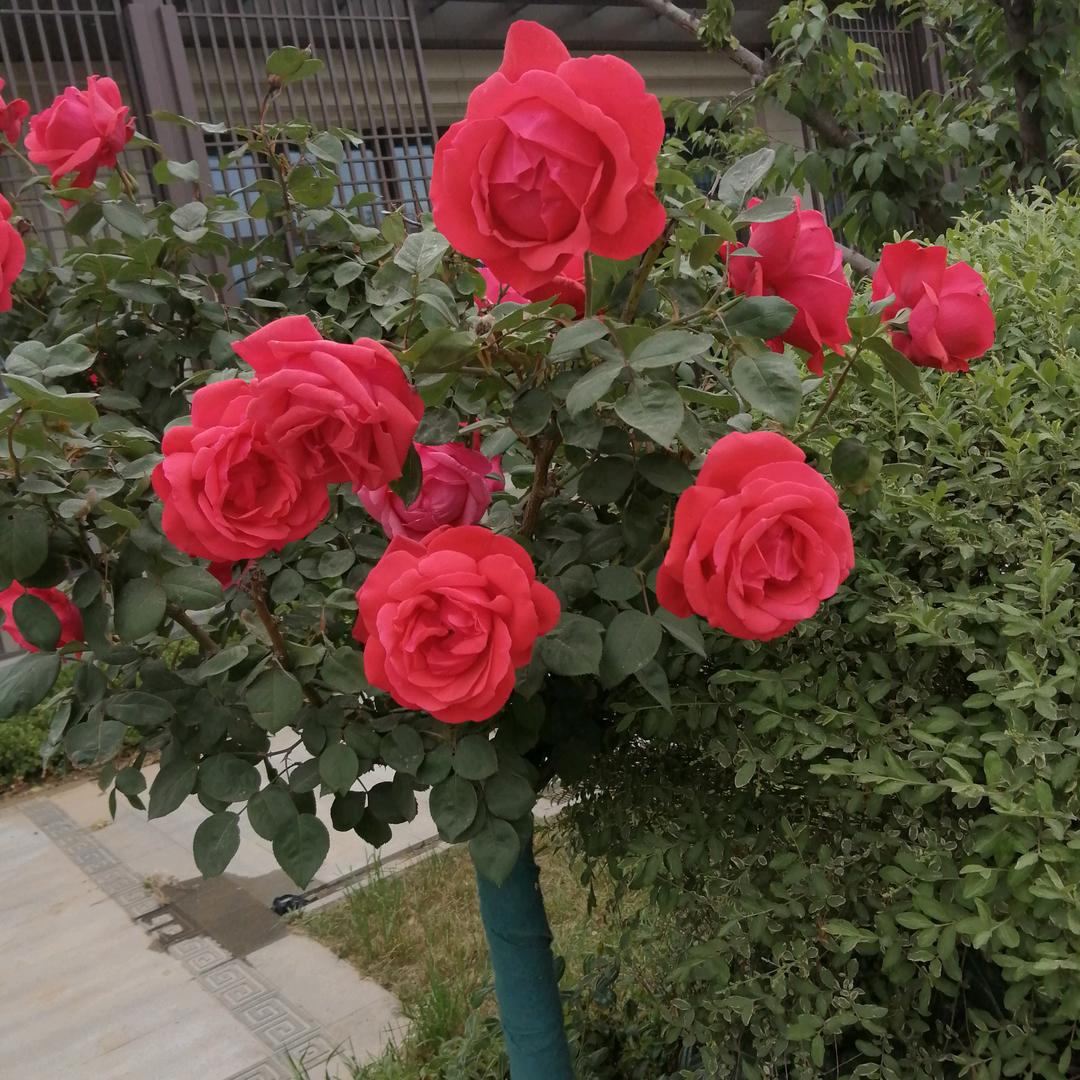 曰出东方