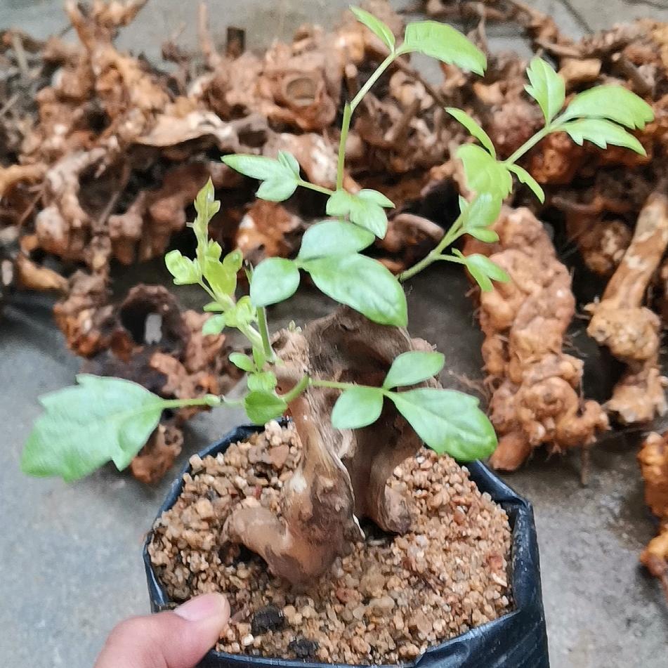 鑫源绿植花卉园艺