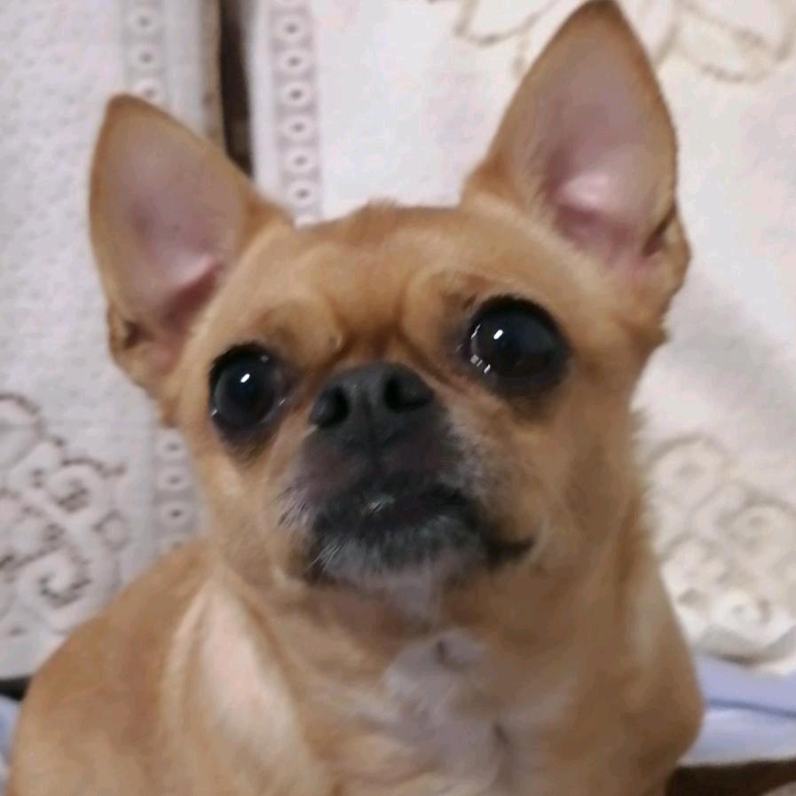杰西