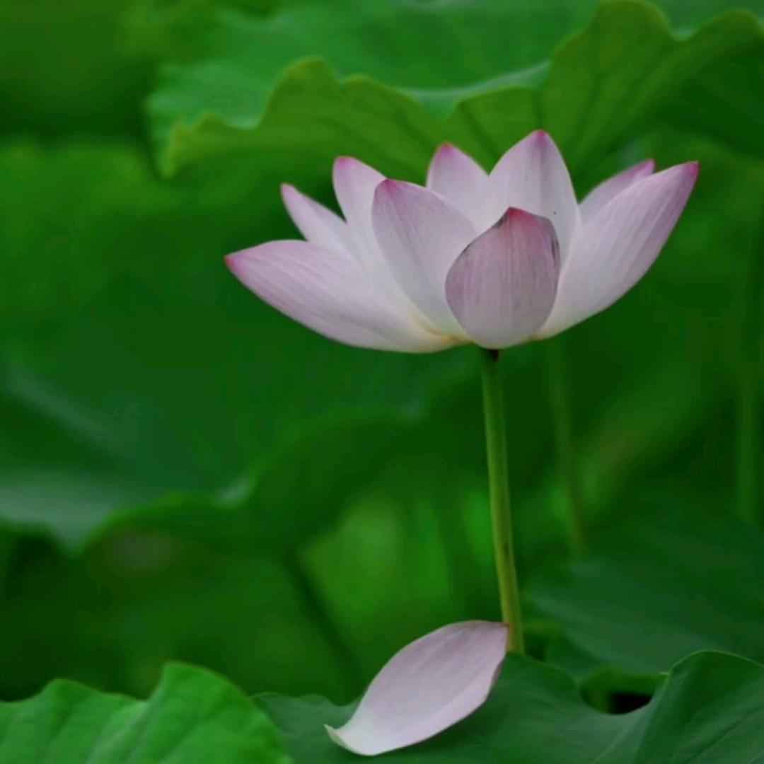 💫✨🎋🌻🌾🍎美满