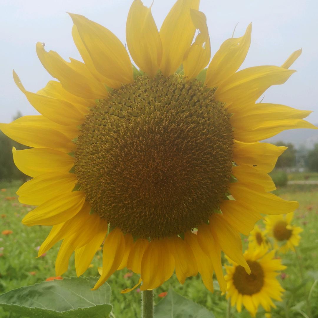 🌻🌻🌻🏃‍♀️