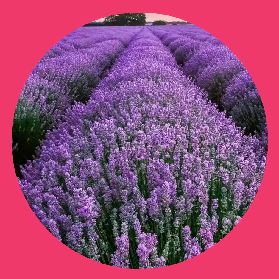 青州草花基地（芳青花卉苗木）