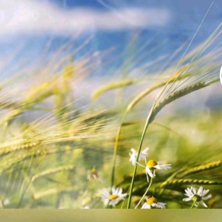 阿珍，《橱窗有好物》