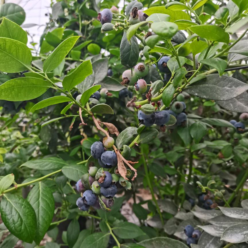 迷茫