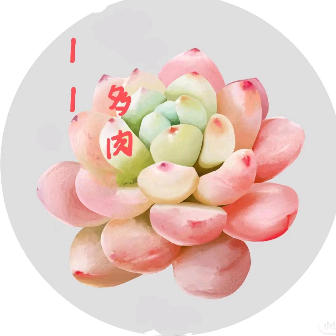 11多肉