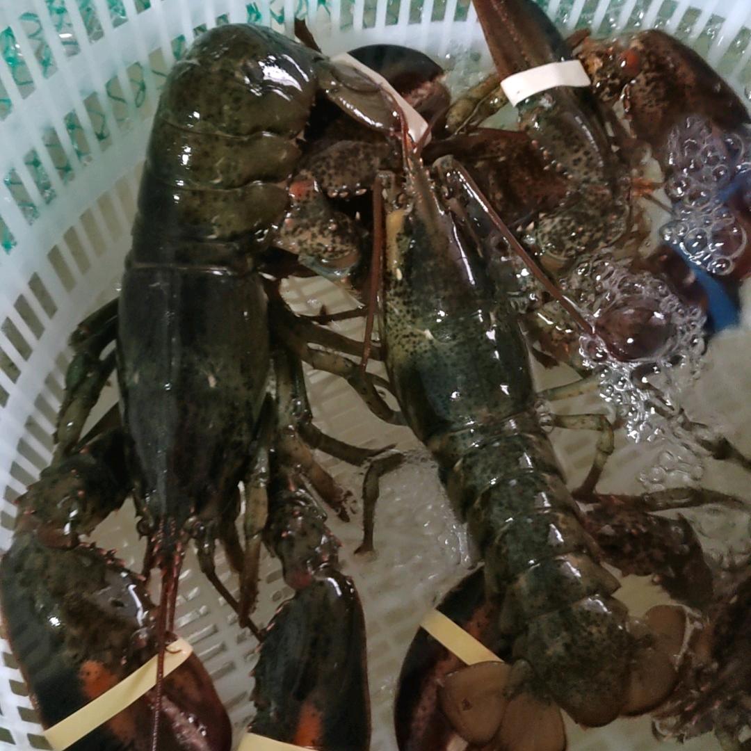 曹寺红红海鲜