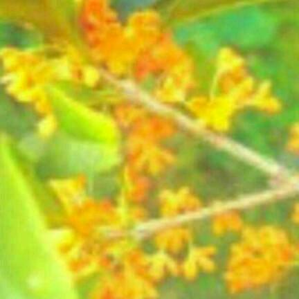 岁月静好（63年🐰）