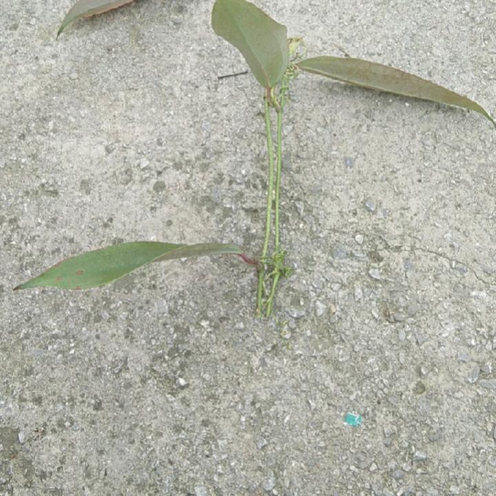 我是中草药，谢