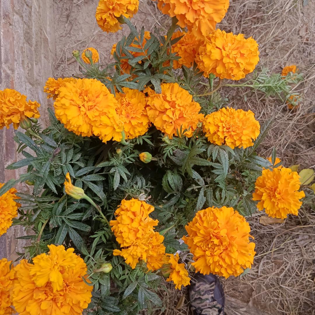 真正的朋友，勇远风雨