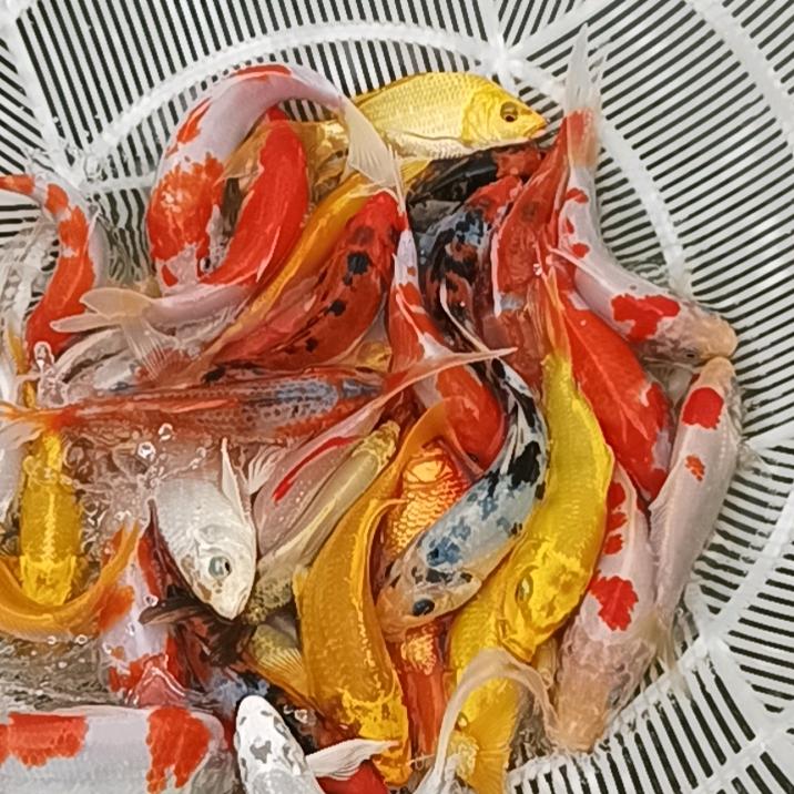 阳哥锦鲤水族