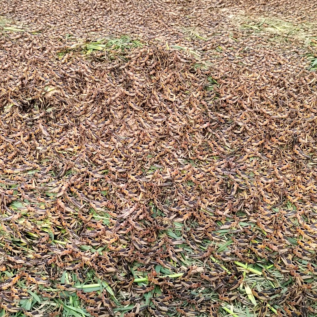 活体蚂蚱专供胡蜂