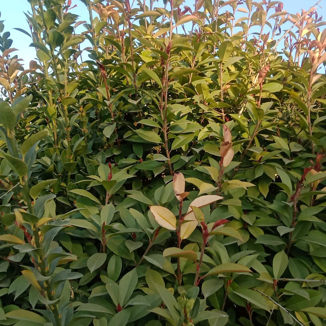 梅梅