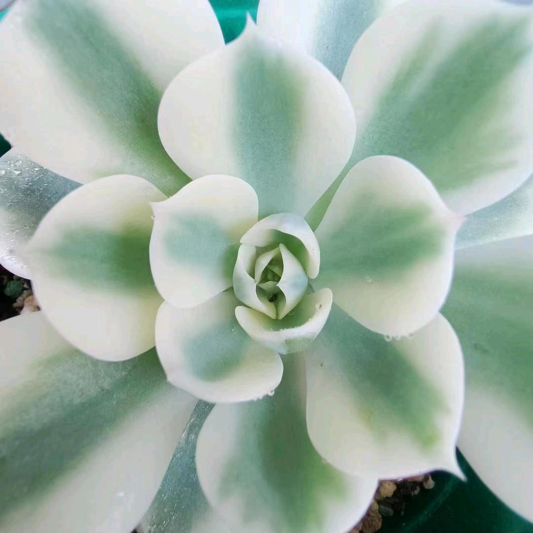 锋哥盆景花卉（晚上八点直播）