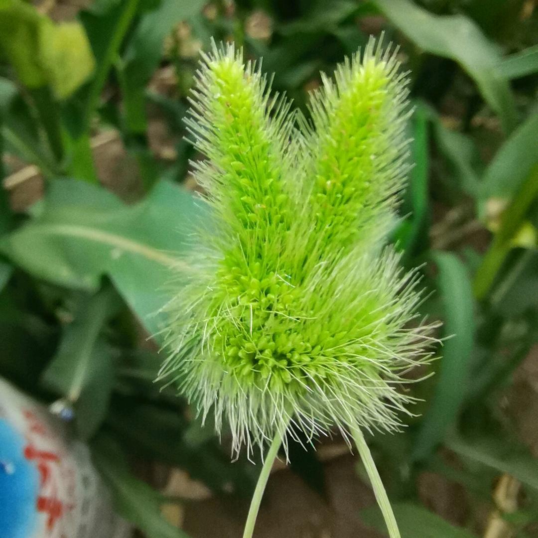 爱吃桃罐头