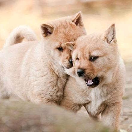 传承中华田园犬