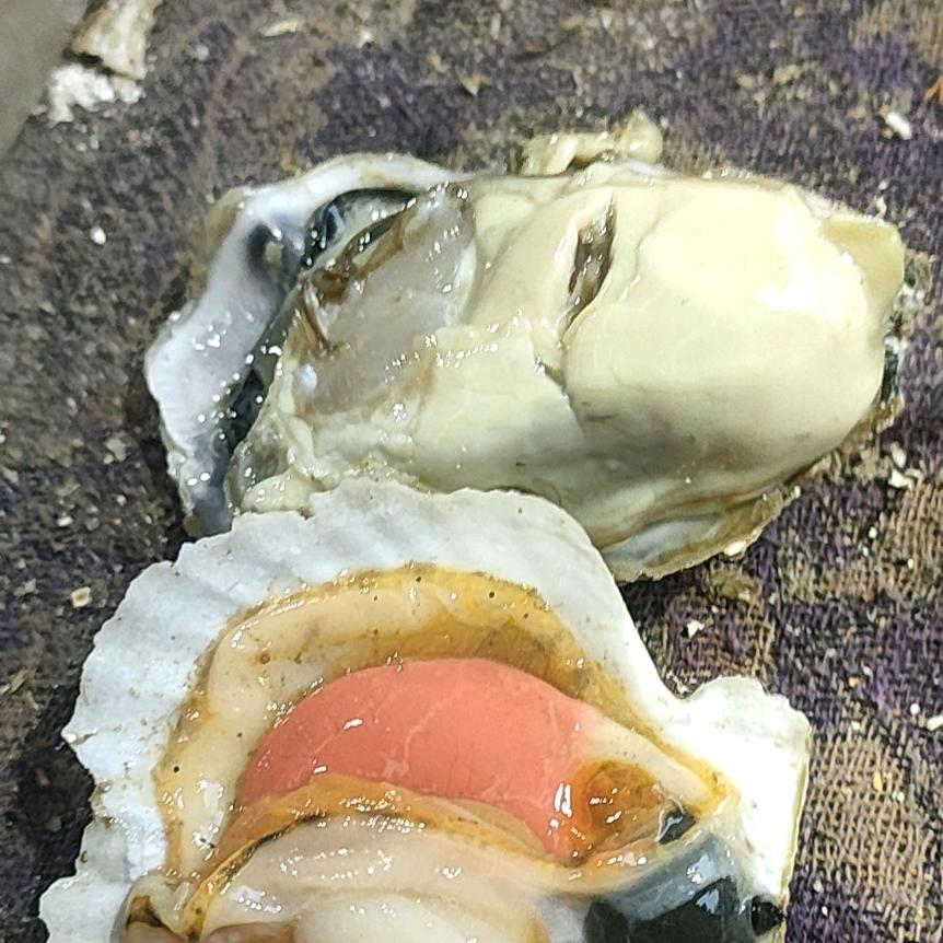 盛記水产(贝类)