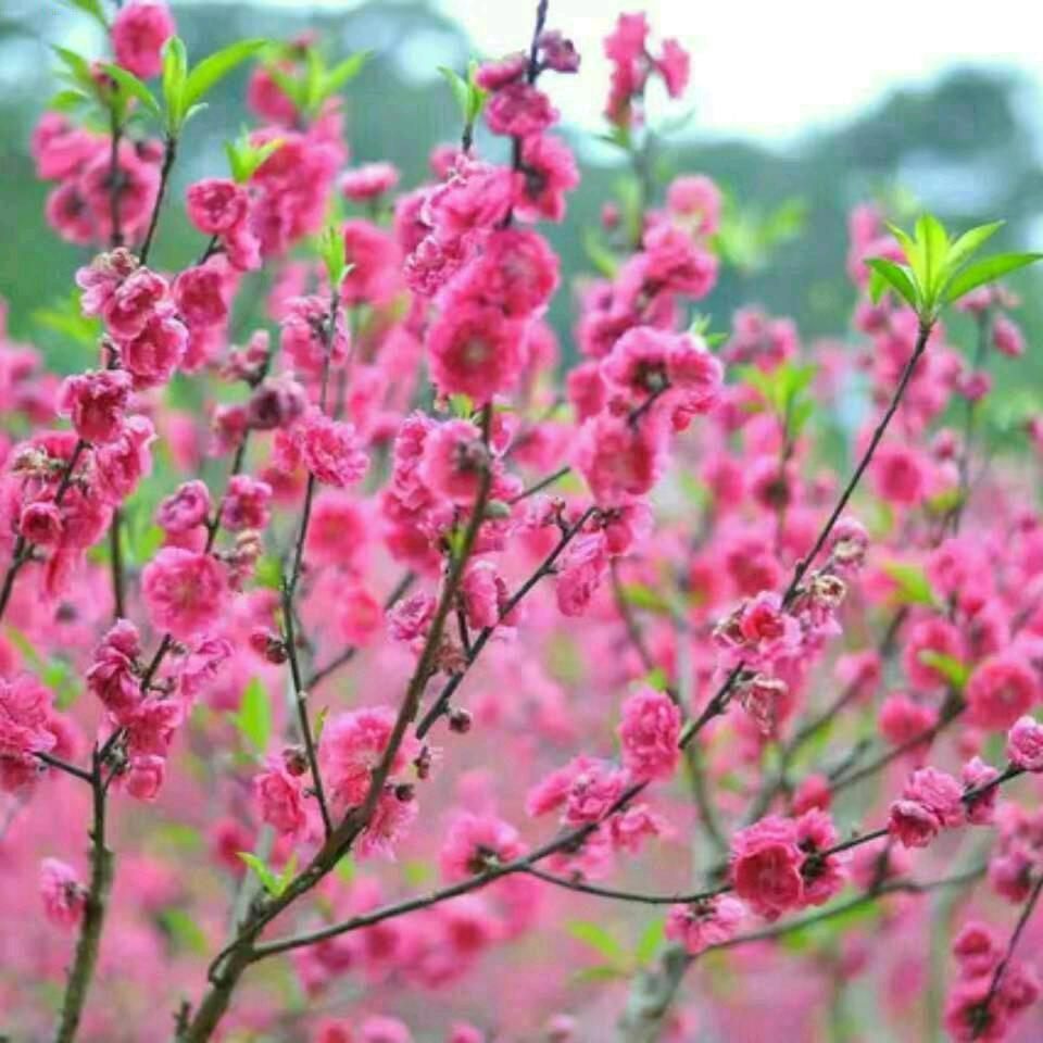 抖音给我快乐桃花朵朵开