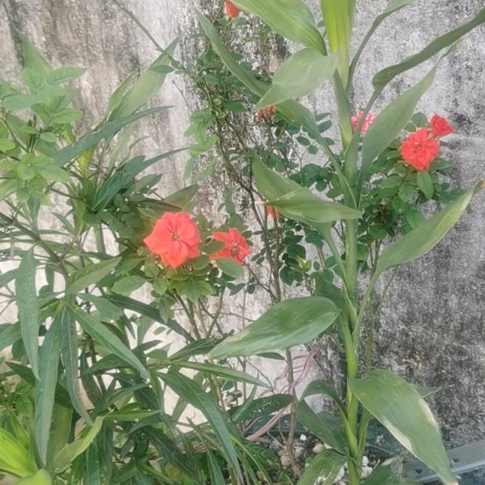 开心仙子（橱窗有好物）