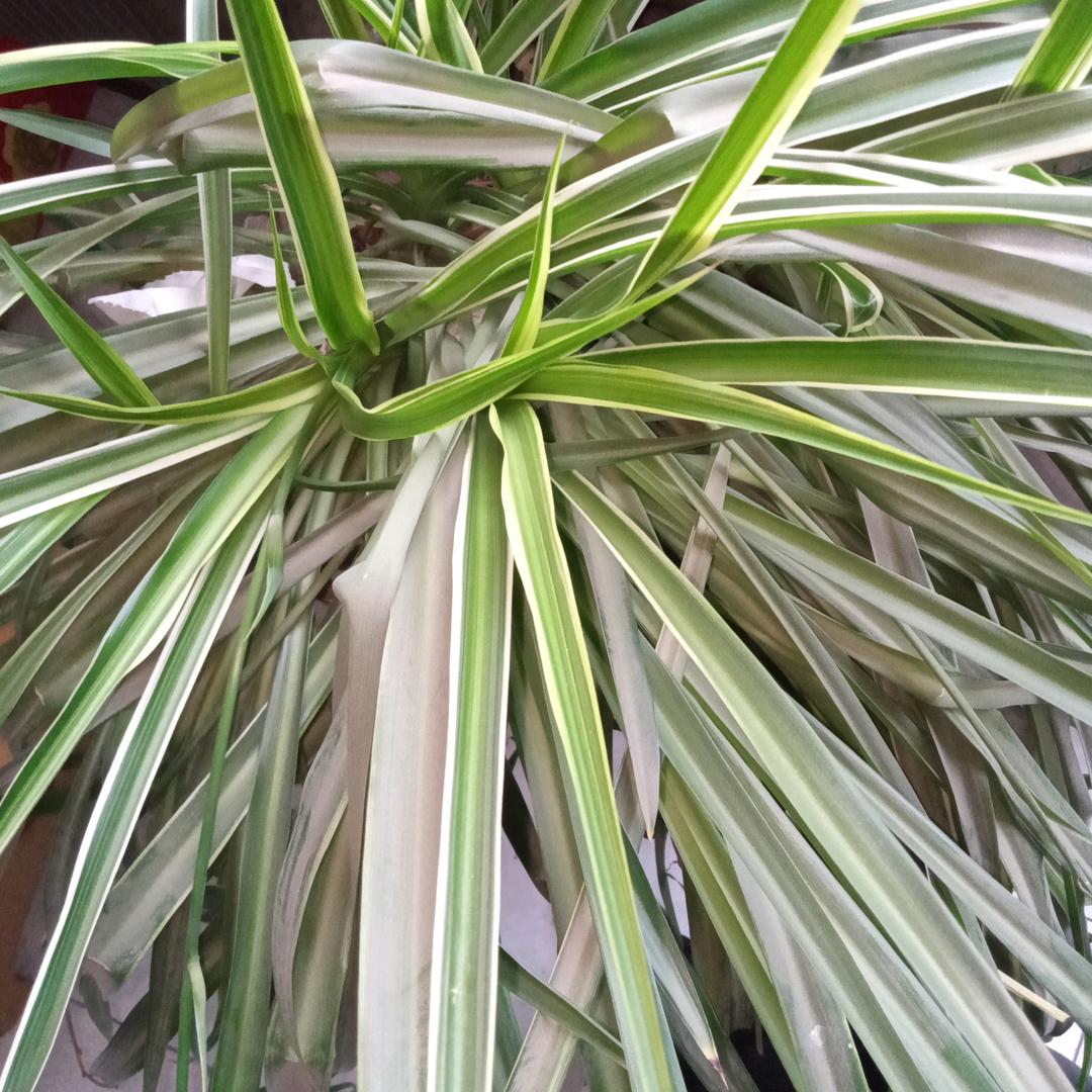 米粒村❤幸福约定7474