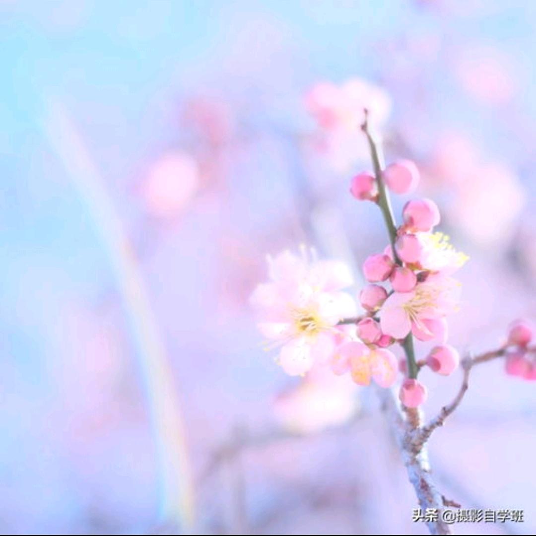 茉莉花香刘姐