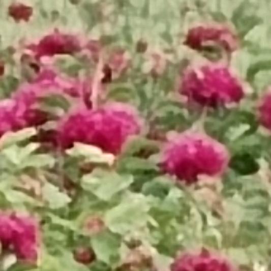 开心每一天[戏迷]