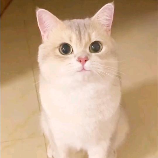 清风徐来🐯