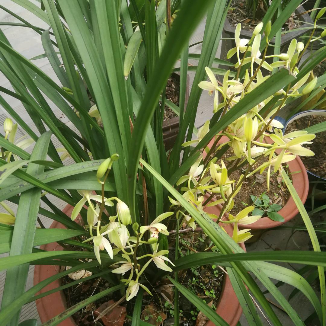 小草