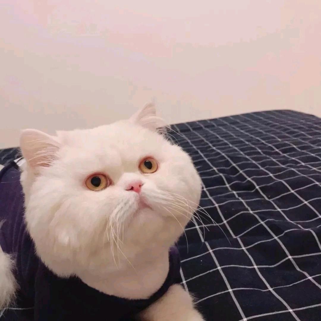 凤凰集团超超