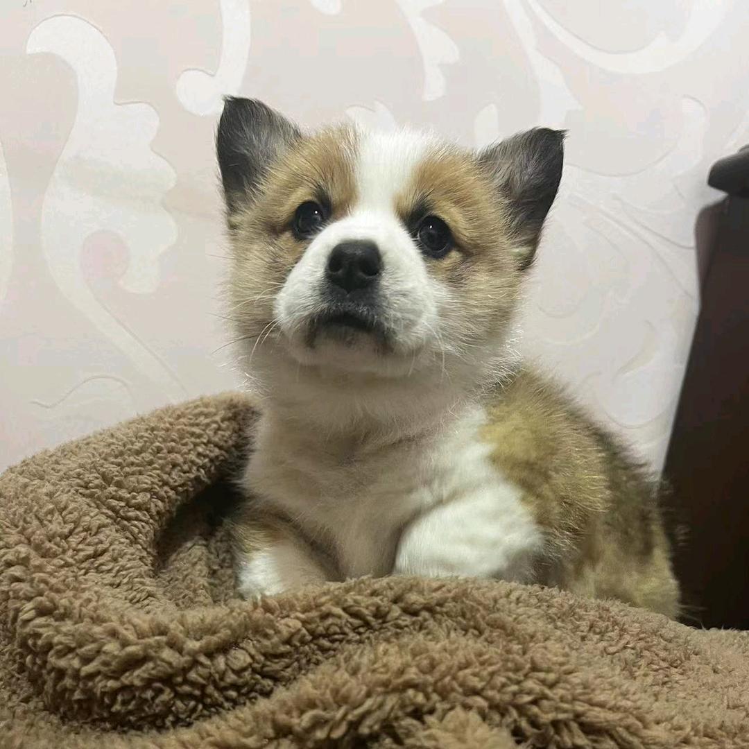 逸香洗衣液