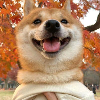 努力@⁵²⁸⁸🌸