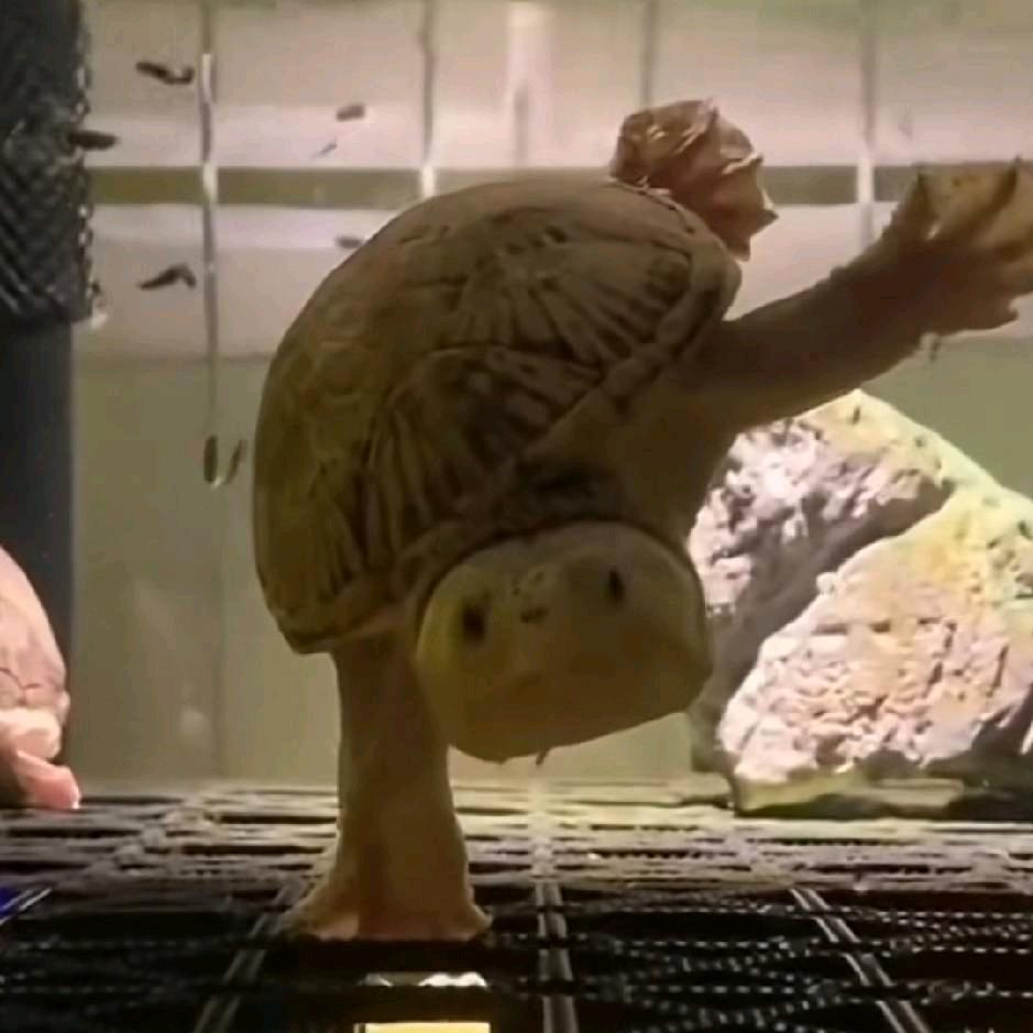 神奇的奥特喷雾