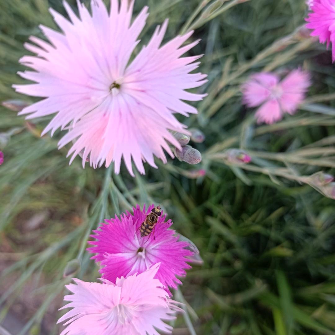 春天的燕子🌊🌊